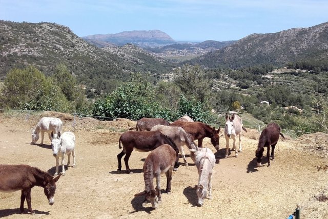 CCI Ausflug zur Eselfarm Les Murtes 2017